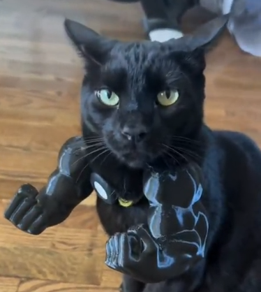 Cat Muscle Arms